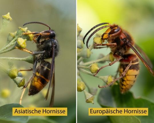 Asiatische Hornisse, Europäische Hornisse